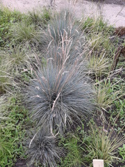 Festuca glauca