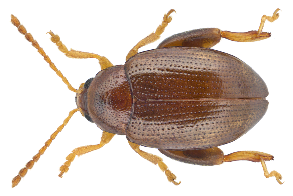 Leaf beetle
