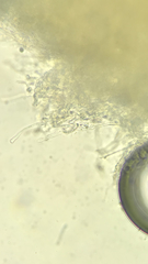 Fungi