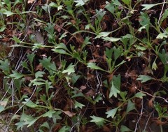 Saxifraga tridactylites