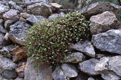 Saxifraga tridactylites