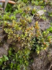 Physcomitrium serratum