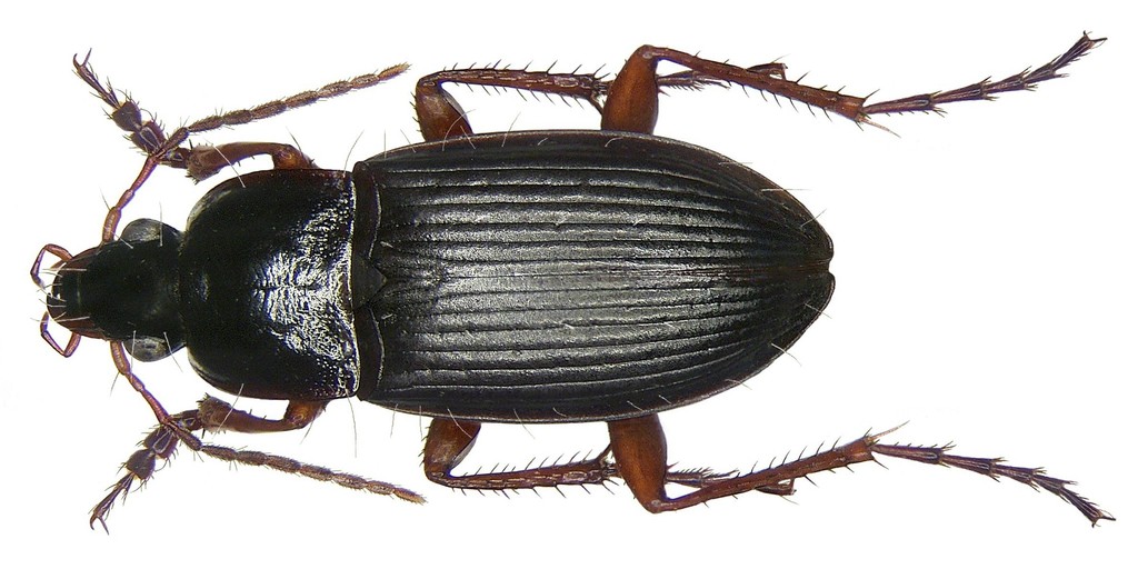 Sphodrini