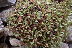 Saxifraga tridactylites