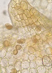 Physcomitrium serratum