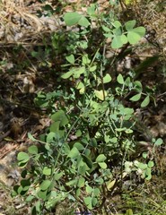 Coronilla valentina glauca