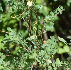 Coronilla valentina glauca