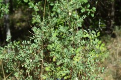 Coronilla valentina glauca