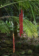 Calyptrocalyx forbesii