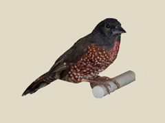 Brown Twinspot photo 2