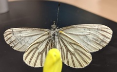 Pieris marginalis venosa