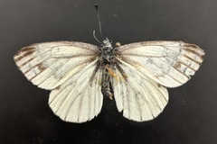 Pieris marginalis venosa