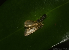 Rhombonotus