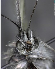 Pieris marginalis venosa