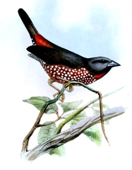 Brown Twinspot photo 3