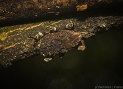 Poropterus bisignatus