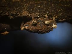 Poropterus bisignatus