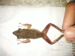 Chalcorana chalconota