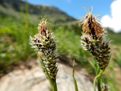 Carex raynoldsii