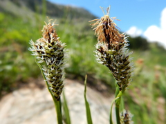 Carex raynoldsii