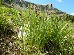 Carex raynoldsii