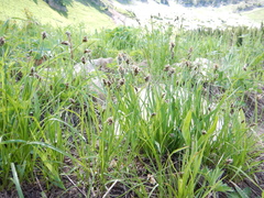 Carex raynoldsii