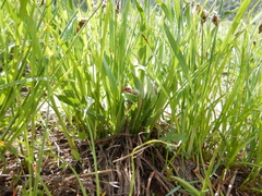 Carex raynoldsii
