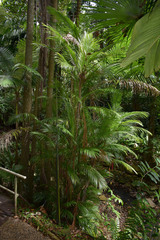 Calyptrocalyx forbesii