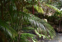 Calyptrocalyx forbesii