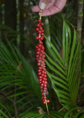 Calyptrocalyx forbesii