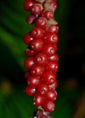 Calyptrocalyx forbesii