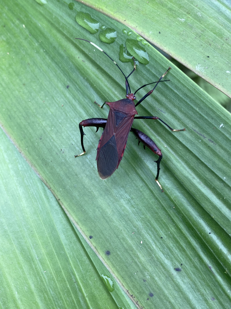 Nematopus cribratus