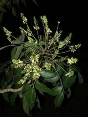 Image of Ateleia herbert-smithii