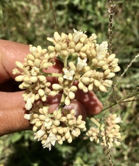 Galianthe centranthoides