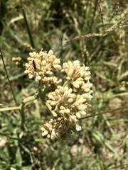 Galianthe centranthoides