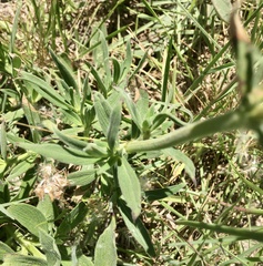 Galianthe centranthoides