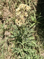 Galianthe centranthoides