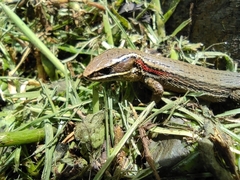 Pholidobolus macbrydei