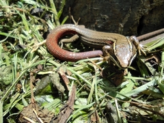 Pholidobolus macbrydei