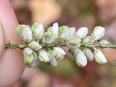 Polygala boykinii