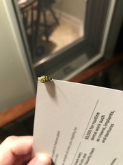 Diabrotica undecimpunctata