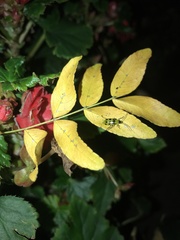 Diabrotica undecimpunctata