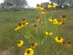 Helenium mexicanum