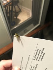 Diabrotica undecimpunctata