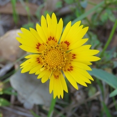 Coreopsis nuecensis