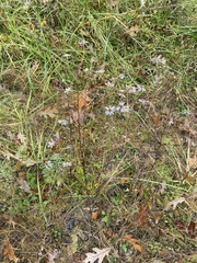 Symphyotrichum laeve laeve