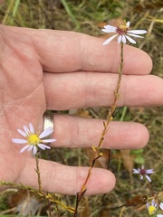 Symphyotrichum laeve laeve