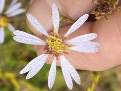 Symphyotrichum laeve laeve