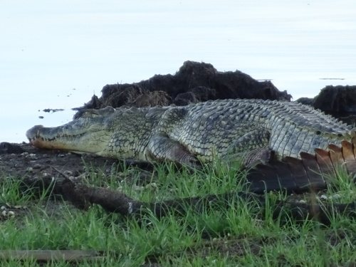 Crocodylus image