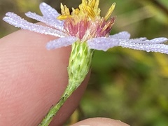 Symphyotrichum laeve laeve